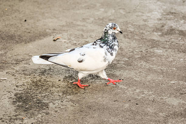 A pigeon struts across the sidewalk as if they owned the whole world