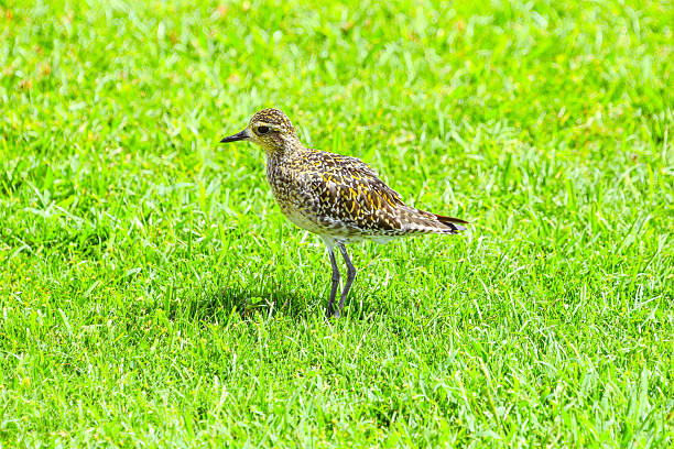 The Pacific Golden Plover is one of the many birds that can be seen throughout Hawaii.