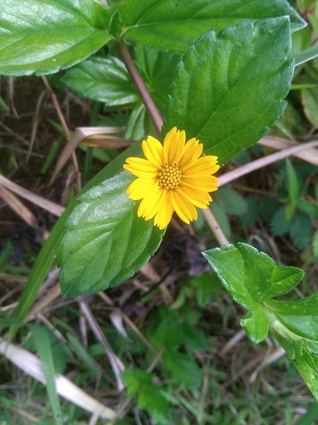 istock Bright Yellow Wedelia Daisy on Forest Floor 2244556585
