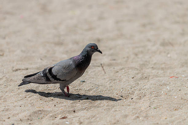 Grey pigeon walking on sandy ground under bright daylight with sharp shadow and wide copy space