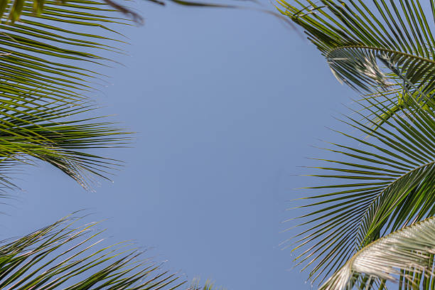 Palm fronds framing a clear blue sky with bright summer copy space background
