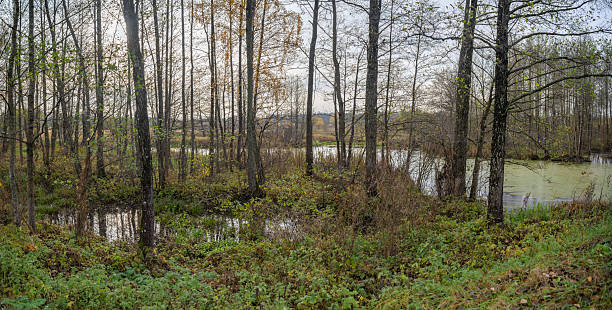 istock autumn swamp in the forest 2244557912