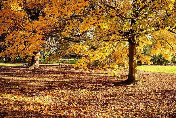 istock Autumn foliage landscape — red, orange & yellow tree leaves 2244558116