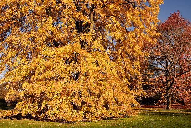 istock Autumn foliage landscape — red, orange & yellow tree leaves 2244558118