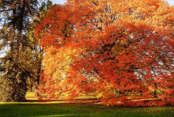 Scenic autumn landscape showing dense trees aflame with red, orange and yellow leaves, reflective water and soft golden-hour light — perfect for seasonal, travel, nature, and background uses.