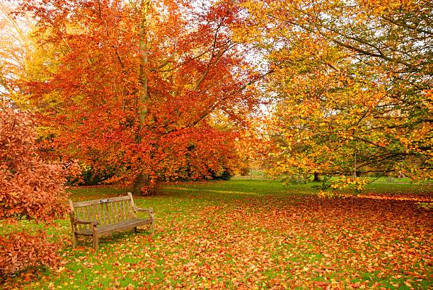 Scenic autumn landscape showing dense trees aflame with red, orange and yellow leaves, reflective water and soft golden-hour light — perfect for seasonal, travel, nature, and background uses.