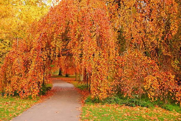 istock Autumn foliage landscape — red, orange & yellow tree leaves 2244558166