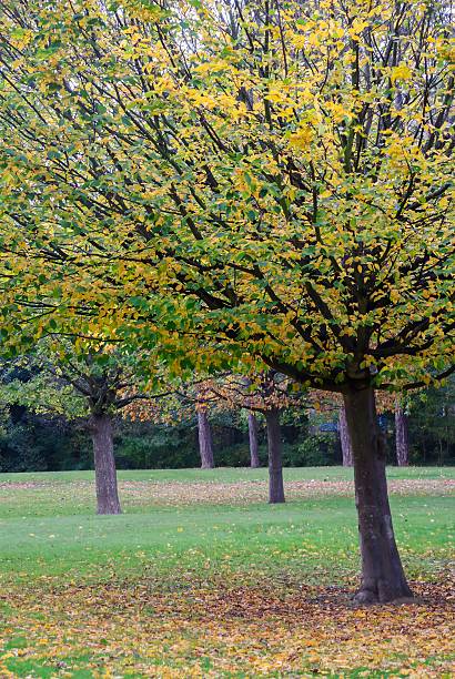istock Autumn foliage landscape — red, orange & yellow tree leaves 2244558191