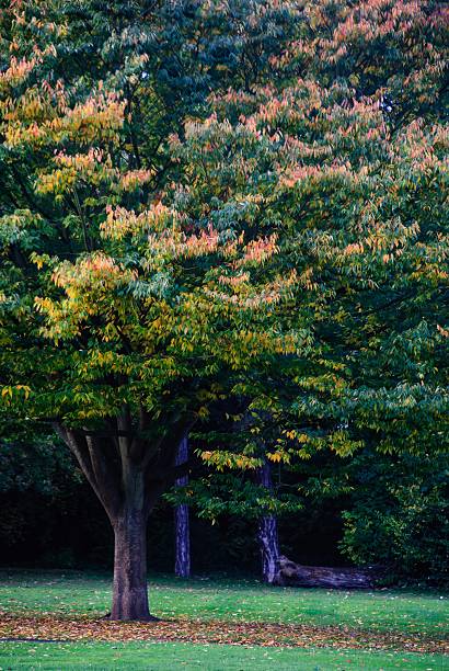 istock Autumn foliage landscape — red, orange & yellow tree leaves 2244558207