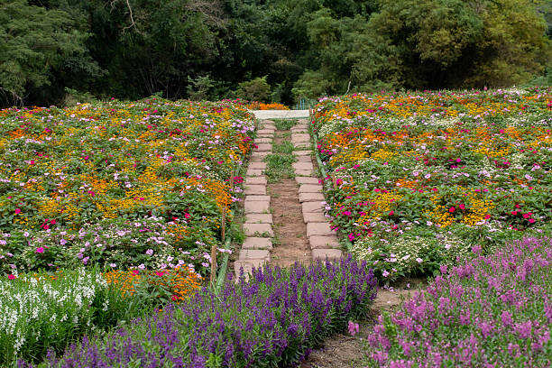 Summer garden with a path.