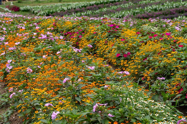 Flower garden at Khao Yai, Korat, Thailand.