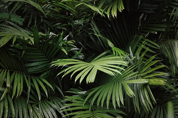 istock Abstract Background of Lush Tropical Palm Foliage 2244560160