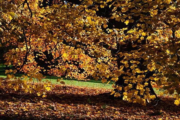 Scenic autumn landscape showing dense trees aflame with red, orange and yellow leaves, reflective water and soft golden-hour light — perfect for seasonal, travel, nature, and background uses.