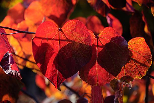 istock Autumn foliage landscape — red, orange & yellow tree leaves 2244561951