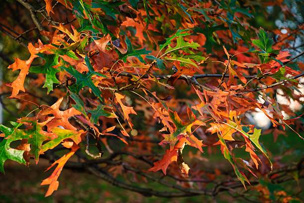 istock Autumn foliage landscape — red, orange & yellow tree leaves 2244561968