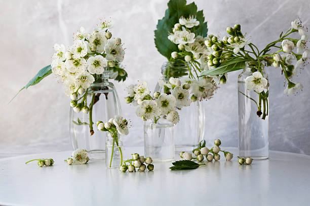 Various fresh white flowers are artfully arranged in glass vases on a table. The sun shines brightly through a window, enhancing the plants' natural beauty and lively atmosphere.