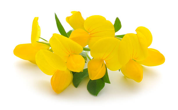 istock Yellow flowers isolated on white background 2244565375