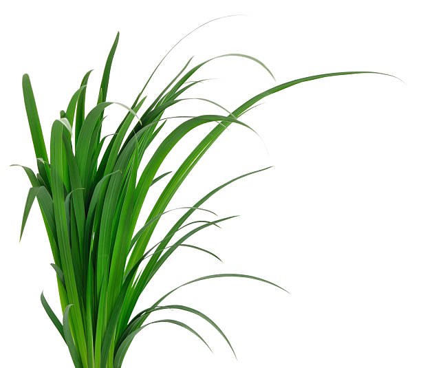 istock Green grass leaves isolated on white background 2244565378