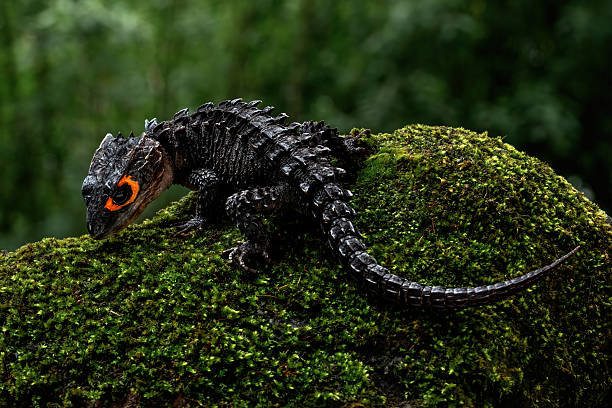 Red eyed crocodile skink