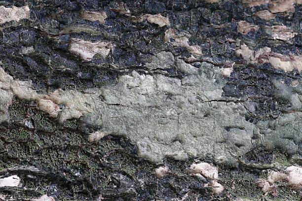 Close-up of tree bark texture with moss and lichen.