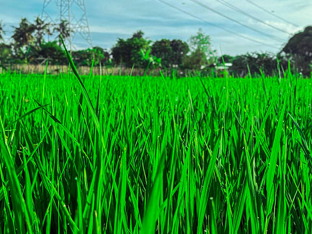 A close-up view of vibrant green rice plants in a field, captured with a shallow depth of field. The image highlights the fresh texture of the leaves, natural moisture, and bright rural landscape under a soft cloudy sky. Suitable for themes related to agriculture, nature, freshness, farming, and environmental landscapes.