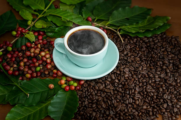 istock Steaming cup of freshly brewed black coffee in light blue cup sits surface covered with roasted coffee beans surrounded by coffee cherries and vibrant green leaves. 2244569818