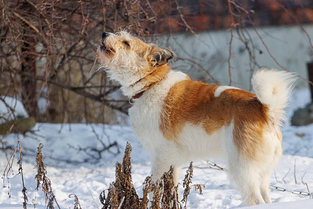 A dog with a brown and white coat standing in the snow. The dog is barking. The dog is wearing a collar