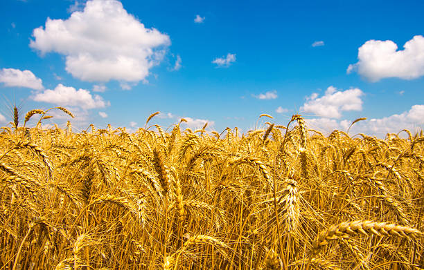 istock Wheat field and blue sky with clouds 2244572358