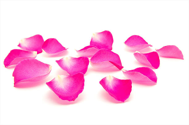 istock Petals of roses on a white background 2244572731