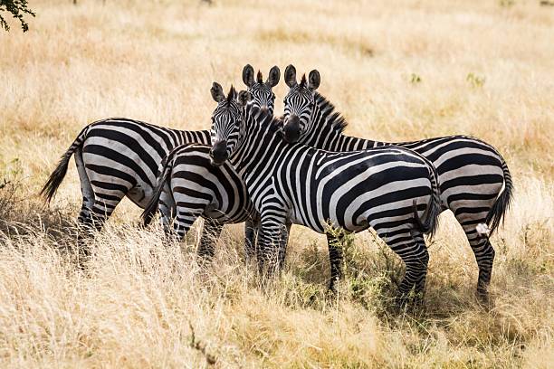 istock Stripe Quartet: Zebras Huddling in the Dry Savanna Grass 2244572841