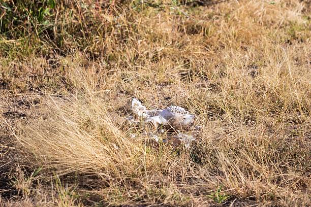 istock Weathered Skull in the Dry Savanna Grass 2244573067