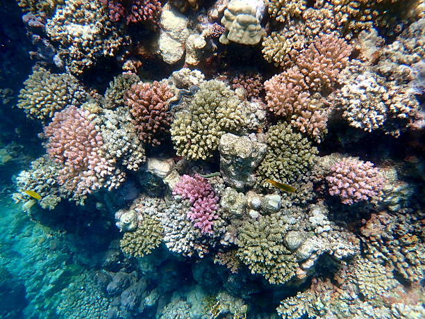 istock red sea coral reef snorkeling 2244573344
