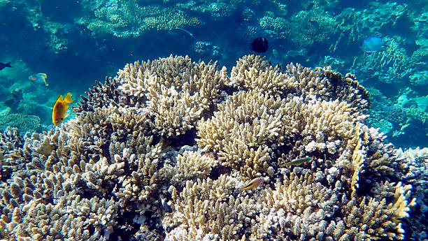 istock red sea coral reef snorkeling 2244573689