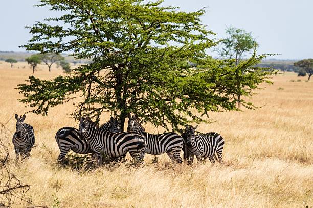istock Stripes in the Shade: Zebra Herd Resting in the Savannah 2244574078