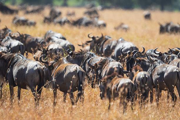 istock Dense Herd of Blue Wildebeest in the Dry Grass 2244574191