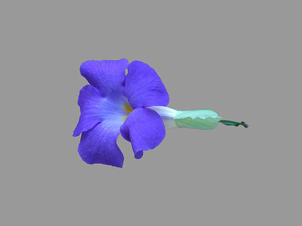A solitary, deep purple-blue King's Mantle flower (Thunbergia erecta), prominently displaying its bright yellow throat against a neutral, soft gray background.