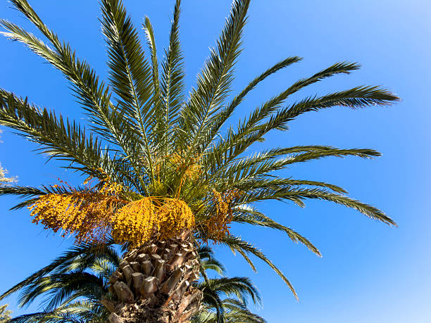 istock Tall golden date palm tree featuring ripe yellow fruit clusters reaching upward under the clear blue sky, captured from a low angle within bright daylight with vivid natural colors and warm tones 2244575893