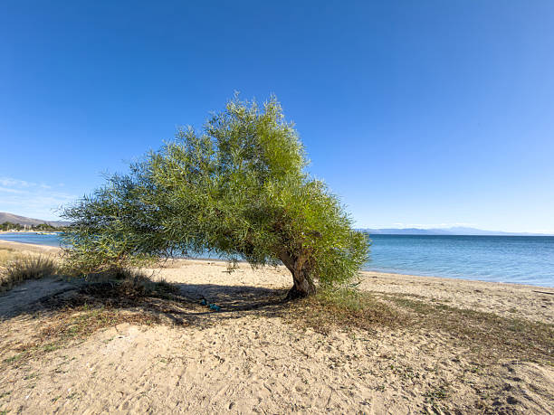 Woman in jacket walking across beach with her two kids, one kid carrying, another walking next to her