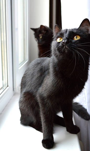 istock Two black cats are sitting on the windowsill during the day 2244578106