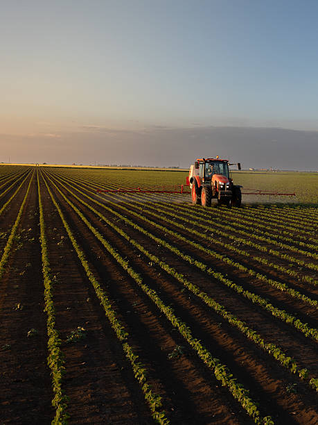 Tractor spraying crops in a lush green field at sunset.