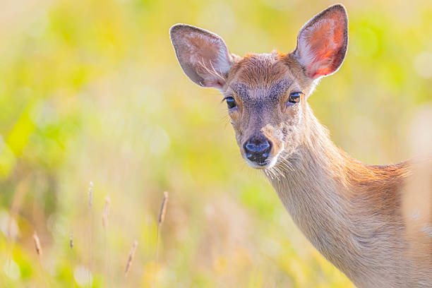 istock Portrait of a hind 2244580814