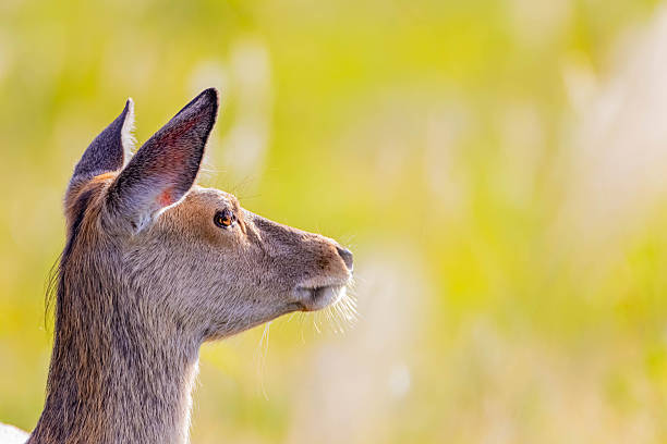 Portrait of a hind