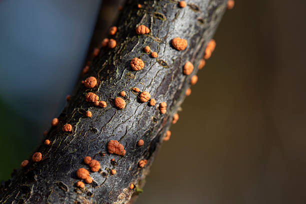 Coral Spot Fungus in a dead branch - orange fruiting bodies of the Coral Spot (Nectria cinnabarina) grow in their hundreds mainly on small dead twigs and branches and wood piles