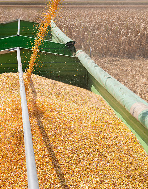 istock Loading of grain corn in the trailer  from a combine 2244581600