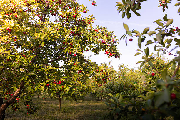 istock Sour cherry farm in an orchard. 2244582372