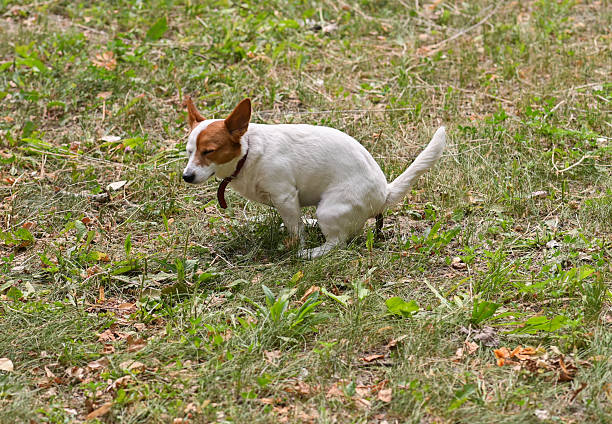 istock Small white dog relieving itself on green grass during walk, 2244585582