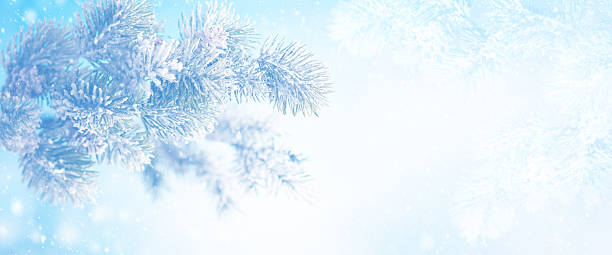 istock Snow-covered pine branches against a light blue frosty background with soft bokeh, ideal for seasonal or holiday use. 2244587218