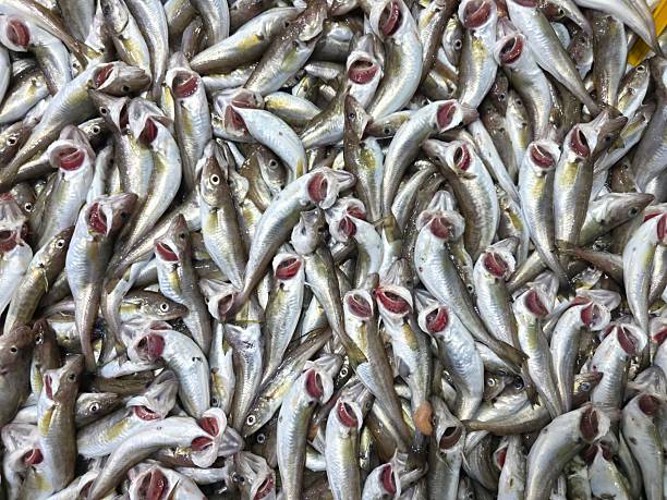 Fresh whiting fish in fish market.