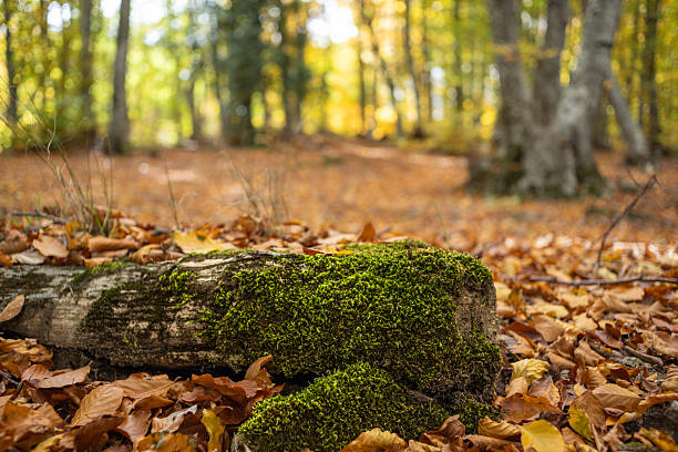 Thessaloniki, Greece – 26 October 2025: Fallen tree trunk covered with bright green moss surrounded by dry autumn leaves in the beech forest of Mount Hortiatis. The peaceful natural scenery symbolizes renewal, balance, and the beauty of forest ecosystems in Northern Greece.