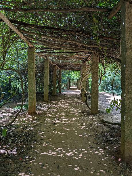 istock A towering canopy of beautiful green forest is traversed by an ancient pathway. 2244589030